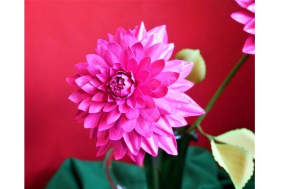 Bicolor Dahlia Paper Flower SVG Design