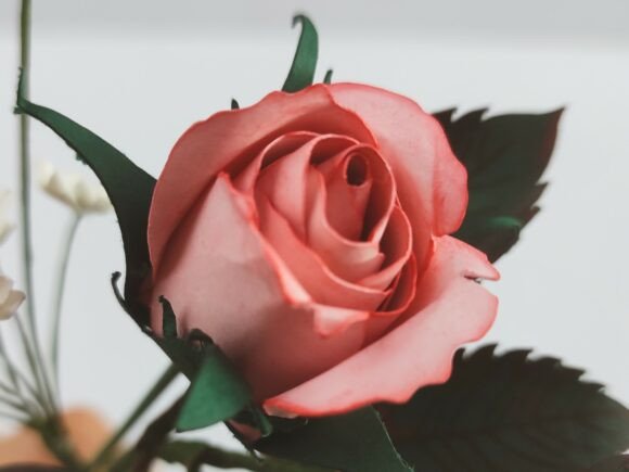 Two Tone Rose Bud Paper Flower SVG Template